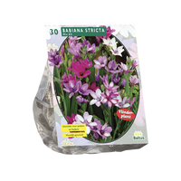 Vlinderplant
