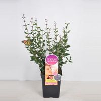 Dwergsering (syringa Bloomerang®"Dark Purple"Parfume de Nature) - thumbnail