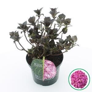 Hydrangea Macrophylla "Black Diamond® Red Angel Purple"® boerenhortensia - 30-40 cm - 1 stuks