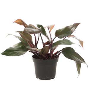 Philodendron Red - P 13 cm