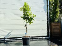 Citrusboom - Limoenboom