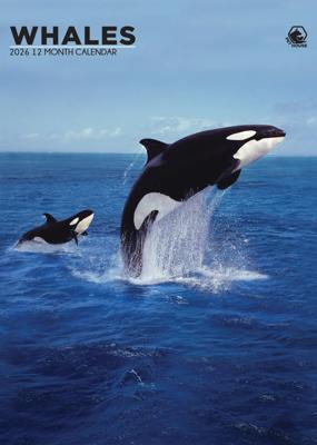Walvissen A3 Kalender 2026