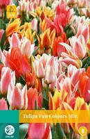 Tulipa Fun Colours, 5 bloembollen - Jub