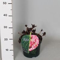 Hydrangea Macrophylla "Black Diamond® Baroque Angel Pink"® boerenhortensia - 30-40 cm - 1 stuks