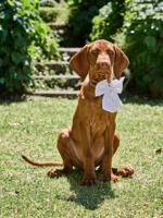 Katoenen strik met dierenborduurwerk beige