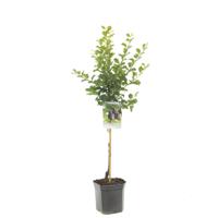 Prunus domestica Reine Claude d'Althan Pruim laagstam fruitplant Fruithof - Fruithof