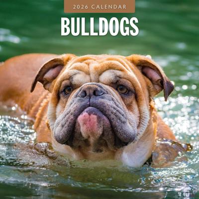 Engelse Bulldog Kalender 2026
