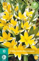 Tulp dasystemon tarda 10 bollen