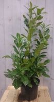 Prunus rotundifolia 100 cm - Warentuin Natuurlijk
