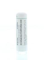 Homeoden Heel Echinacea purpurea D30 6 Gram