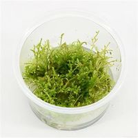 Vesicularia montagnei mos - 3 stuks - aquarium plant