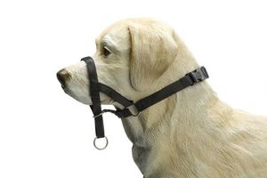 Beeztees dog control - halsband hond - zwart - m-speciaal