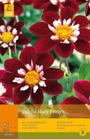 Dahlia mary evelyn 1st bloembol zomer Dahlia JUB - Jub