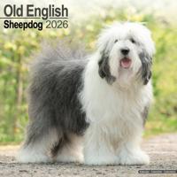Old English Sheepdog Kalender 2026