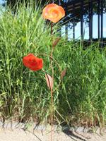 Tuinprikker met 2 rode bloemen op roestkleurige steel