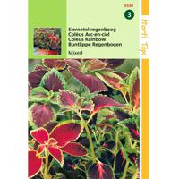 2 stuks Coleus Blumei Regenboogmengsel