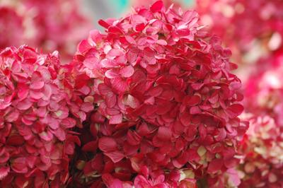 Pluimhortensia Gardenlight 'Redlight' Pluimhortensia Gardenlight 'Redlight'