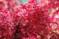 Pluimhortensia Gardenlight 'Redlight'