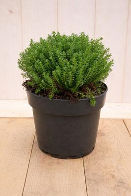 Hebe Green Globe Emerald Gem 30 cm groenblijvend vaste plant Warentuin Natuurlijk - Warentuin natuurlijk