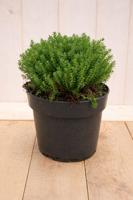 Hebe Green Globe Emerald Gem 30 cm groenblijvend vaste plant Warentuin Natuurlijk - Warentuin natuurlijk