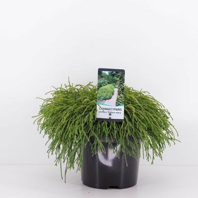 Chamaecyparis pis filifera nana 30 cm - Warentuin natuurlijk