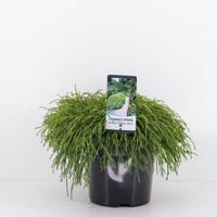 Chamaecyparis pis filifera nana 30 cm - Warentuin natuurlijk Chamaecyparis pis filifera nana 30 cm - Warentuin natuurlijk