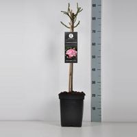 Trosroos op stam (rosa "Laminuette") - 50 cm - 1 stuks