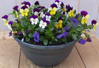 Bosviolen Violen mix kleuren in een grote schaal Viola Warentuin Natuurlijk - Warentuin natuurlijk