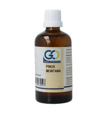 Pinus montana bio