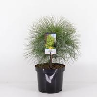 Pinus wallichiana - Warentuin natuurlijk Pinus wallichiana - Warentuin natuurlijk