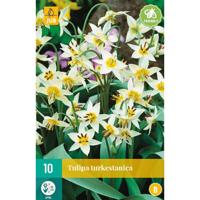 Tulipa turkestanica - Jub
