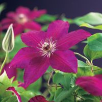 Klimplant Clematis Westerplatte 75 cm Bosrank Van der Starre - Van der starre