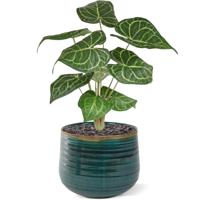 Anthurium Clarinervium kunstplant 35cm
