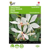 5 stuks Gaura lindheimerii Sparkle White Tuinplus - thumbnail