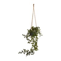 Hangplant in pot - 55 cm