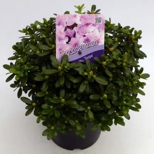 Dwerg rododendron (Rhododendron "Snipe") heester - 20-25 cm - 1 stuks