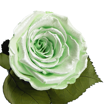 Longlife roos metallic lime Longlife roos metallic lime