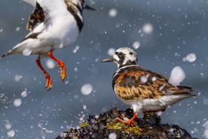 Vogelfotografie Workshop Pier van IJmuiden