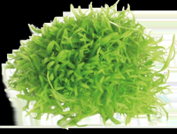 AquaVitaal Easy Grow Utricul. Graminifolia