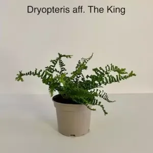 Tuinplant Varen Dryopteris The King