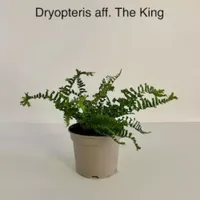 Tuinplant Varen Dryopteris The King - thumbnail