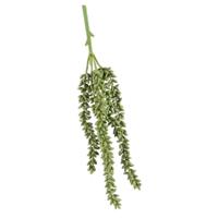 Erwten plant groen Erwten plant groen