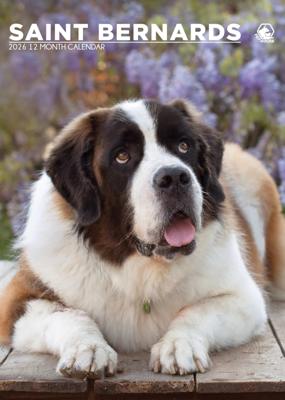 Sint Bernard A3 Kalender 2026