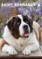 Sint Bernard A3 Kalender 2026