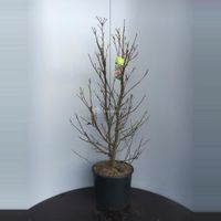 Magnolia struik Susan - 90 - 110 cm - 4 stuks