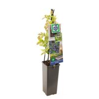 Blauwe bosbes Vaccinium cor. Jersey