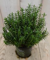 3 stuks! Hebe Veronica struikje groenblijvend groot blad - Warentuin natuurlijk