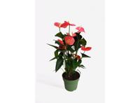 Flamingoplant - Anthurium 'Maine Pink' P17