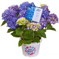 Hydrangea Macrophylla "Diva Fiore Blue"® boerenhortensia - thumbnail