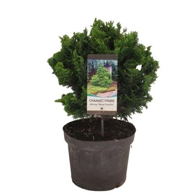 Chamaecyparis obt nana gracilis 50 cm - Warentuin natuurlijk
